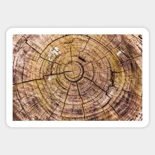 Tree Rings From Forest Harvest Sticker